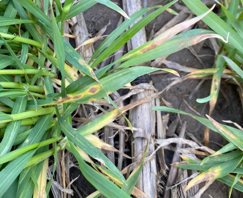 Septoria on wheat